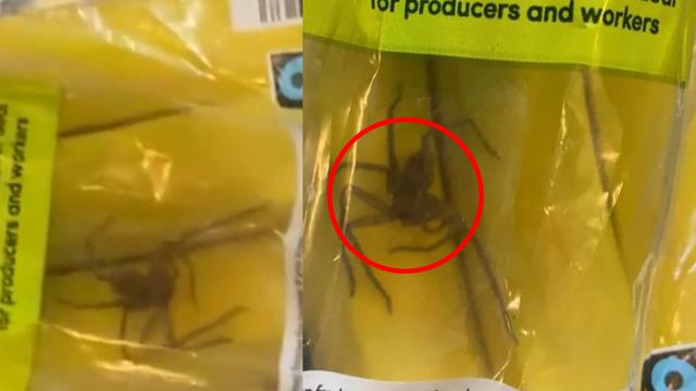 Dünyaca ünlü marketten almışlardı! Muz poşetinin içinden örümcek çıktı! 