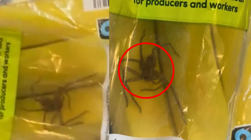 Dünyaca ünlü marketten almışlardı! Muz poşetinin içinden örümcek çıktı! 