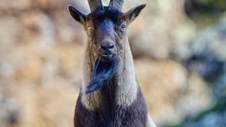 Munzur Dağlarındaki yaylalarda yaban hayatı objektiflere yansıdı