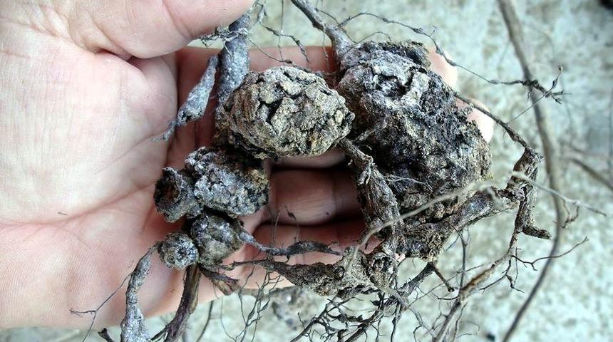 Sertifikalı fidan uyarısı