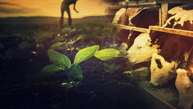 Çiftçiler endişeli... Konkordato talep ettiler, reddedildi! Destek aldıkları tarım ve hayvancılık şirketi iflas etti