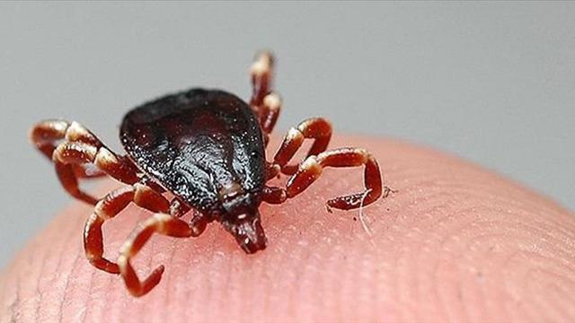 Kene alarmı verildi! Havalar ısındıkça yükselen tehlike: Uzmanlar uyarıyor...