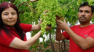 İlk hasatta 250 liradan alıcı buldu! 'Zorlukları aşarak başladık' Özenle kesip paketleyip gönderdiler...