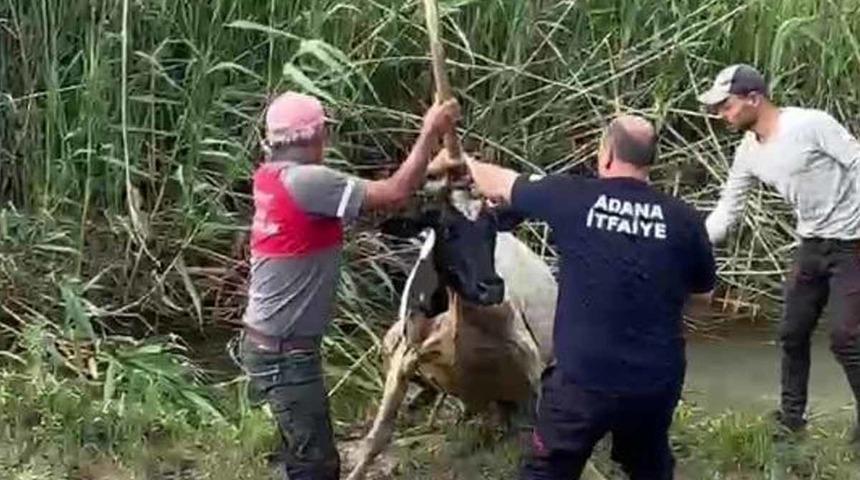 Bataklığa saplanan inek vinçle kurtarıldı