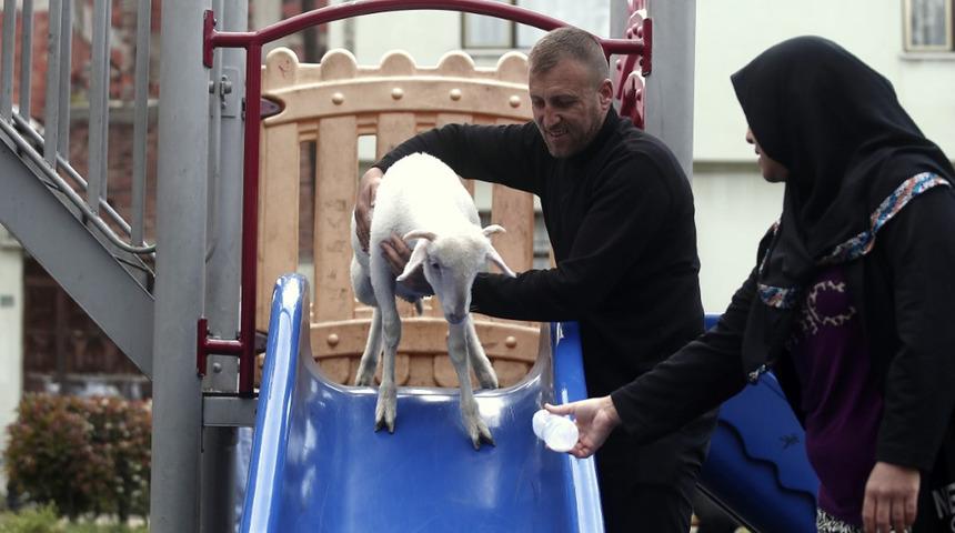 Bursa'da nadir görülen olay! Evcil hayvan yerine kuzu sahiplendiler: "Mahallenin maskotu oldu, sözümüzden çıkmıyor"