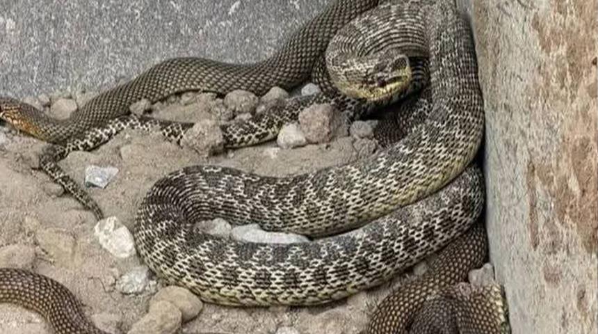 Kepçe operatörü kazı yaparken birden karşısına çıktı! Boyları 2.5 metreyi geçiyor