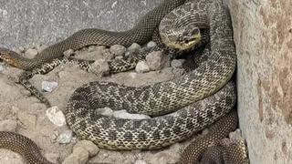 Kepçe operatörü kazı yaparken birden karşısına çıktı! Boyları 2.5 metreyi geçiyor