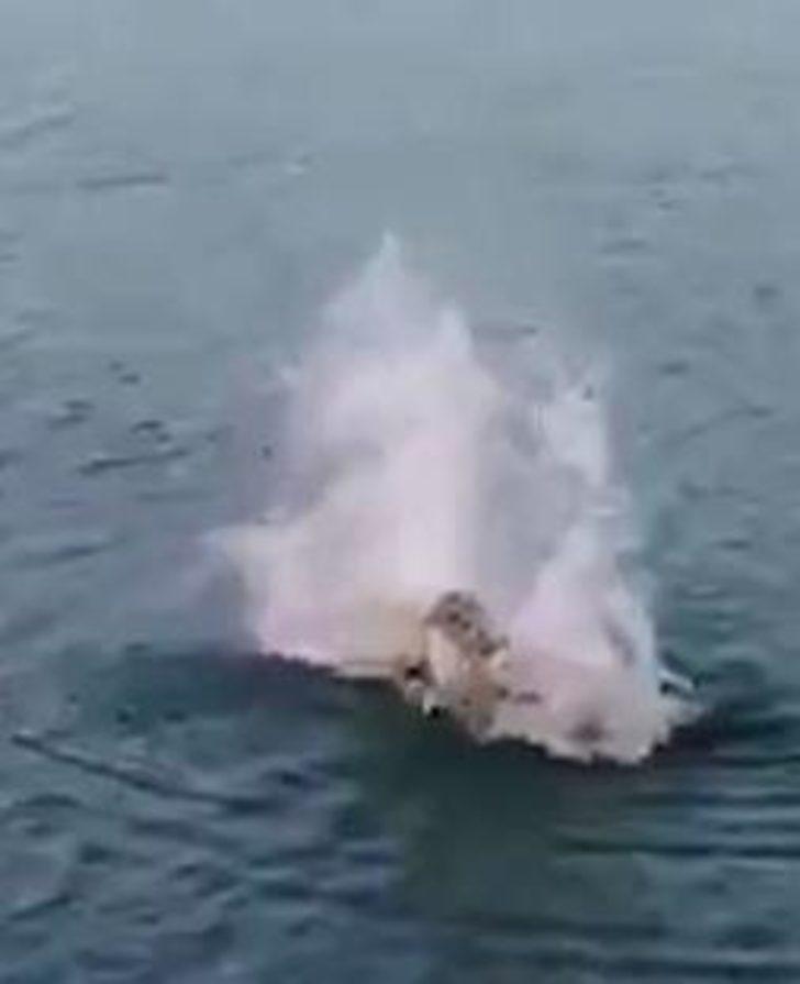 Kan donduran anlar! Köpeği timsaha böyle yem etti G5