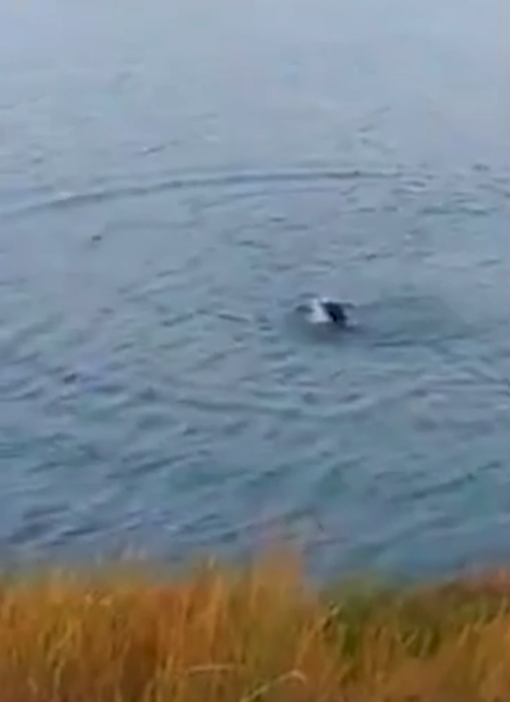 Kan donduran anlar! Köpeği timsaha böyle yem etti G3