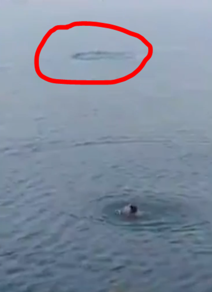 Kan donduran anlar! Köpeği timsaha böyle yem etti G4