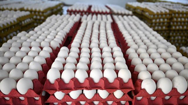 Yumurta fiyatları yüzde 50-55 oranında geriledi! İhracat kısıtlaması etkili oldu