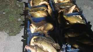 Elazığ’da kaçak avlanılan 210 kilo balık ele geçirildi