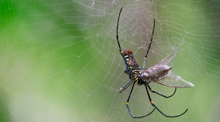 Gürültüden rahatsız oluyorlar! Bazı örümceklerin yalıtımlı ağlar ördüğü ortaya çıktı!