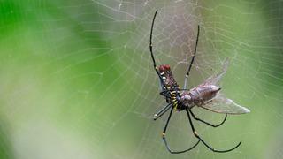 Gürültüden rahatsız oluyorlar! Bazı örümceklerin yalıtımlı ağlar ördüğü ortaya çıktı!