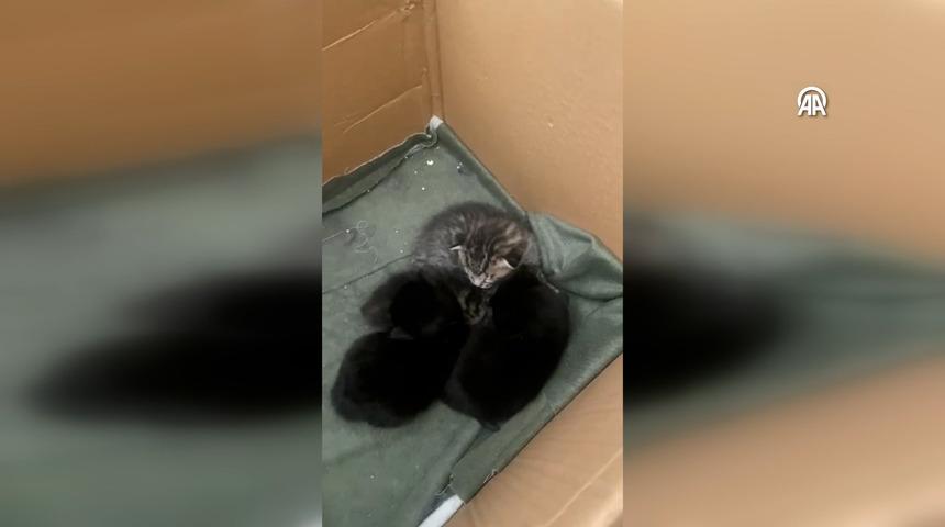 Sivas'ta sınıfta yavrulayan kediye kursiyerler sahip çıktı