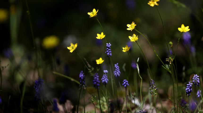 İlkbaharla uyanan doğa Yıldız Dağları’nı renklendirdi
