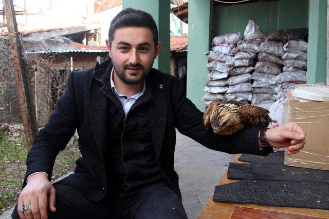 Bahçede bulunan kanadı kırık kızıl şahin, korumaya alındı