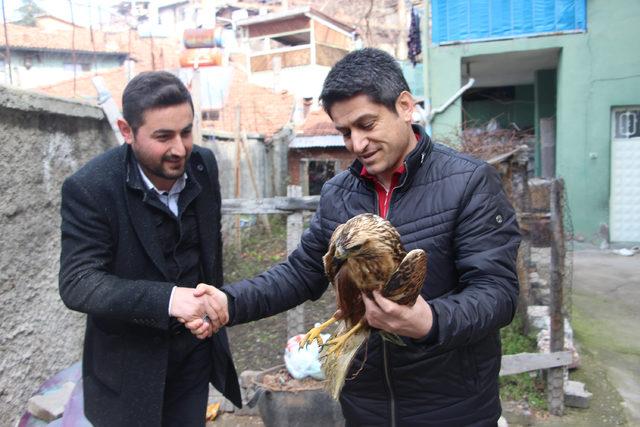 Bahçede bulunan kanadı kırık kızıl şahin, korumaya alındı