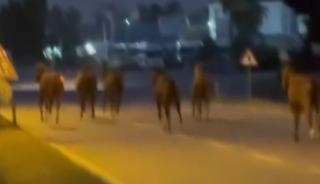 Atlar trafiği birbirine karıştırdı