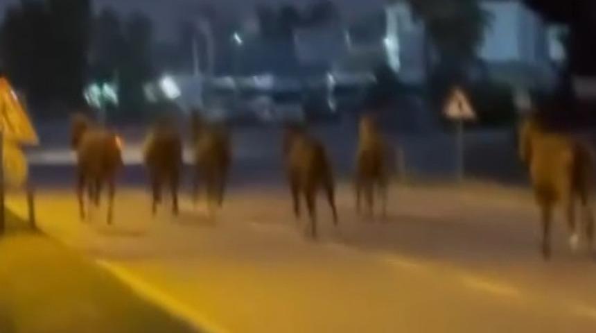 Mersin&rsquo;de karayoluna &ccedil;ıkan atlar trafiği karıştırdı