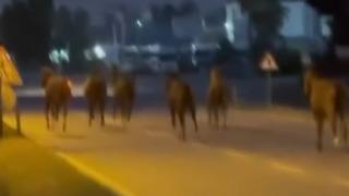 Mersin’de karayoluna çıkan atlar trafiği karıştırdı