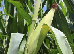 Mısır ithalatında 1 milyon tonluk tarife kontenjanı açıldı