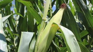 Mısır ithalatında 1 milyon tonluk tarife kontenjanı açıldı