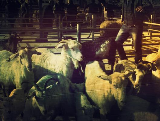 Bir ilde şap alarmı! 15 mahalle birden karantinaya alındı: Tüm hayvan hareketleri durduruldu