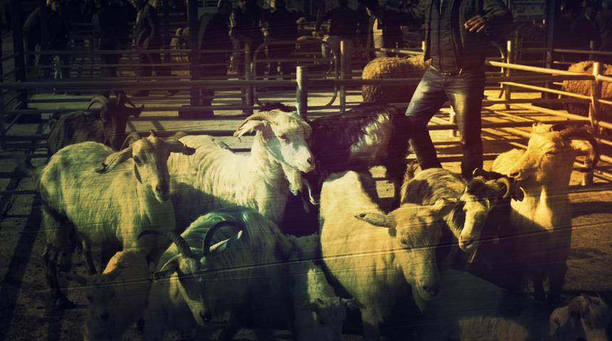 Bir ilde şap alarmı! 15 mahalle birden karantinaya alındı: Tüm hayvan hareketleri durduruldu