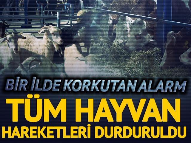 Bir ilde şap alarmı! 15 mahalle birden karantinaya alındı: Tüm hayvan hareketleri durduruldu