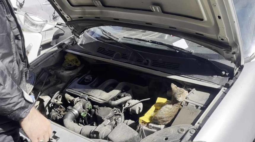 Aracın motoruna giren yavru kediyi polis kurtardı