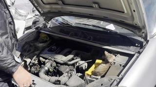 Aracın motoruna giren yavru kediyi polis kurtardı