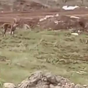 Elazığ’da dağ keçileri görüldü