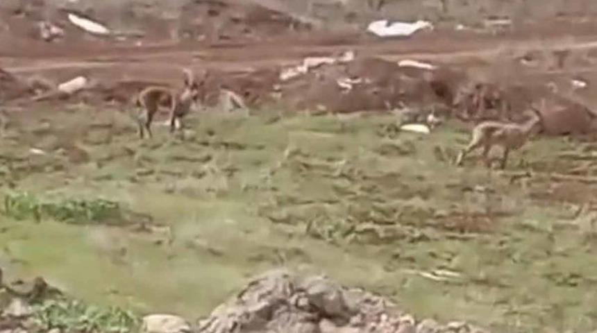 Elazığ’da dağ keçileri görüldü