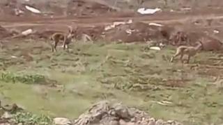 Elazığ’da dağ keçileri görüldü