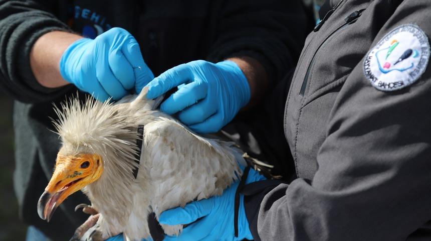 Akbaba Midas 101 bin kilometre uçtu