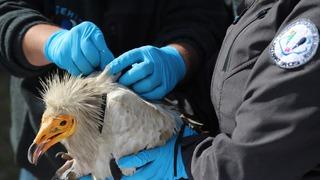 Akbaba Midas 101 bin kilometre uçtu