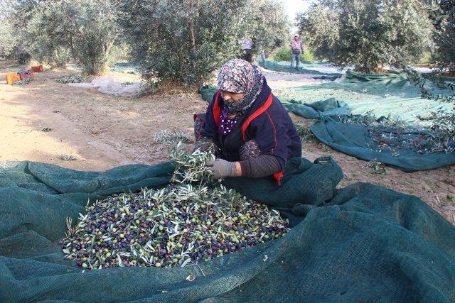 Edremit zeytin ve zeytinyağı çalıştayına ev sahipliği yapacak