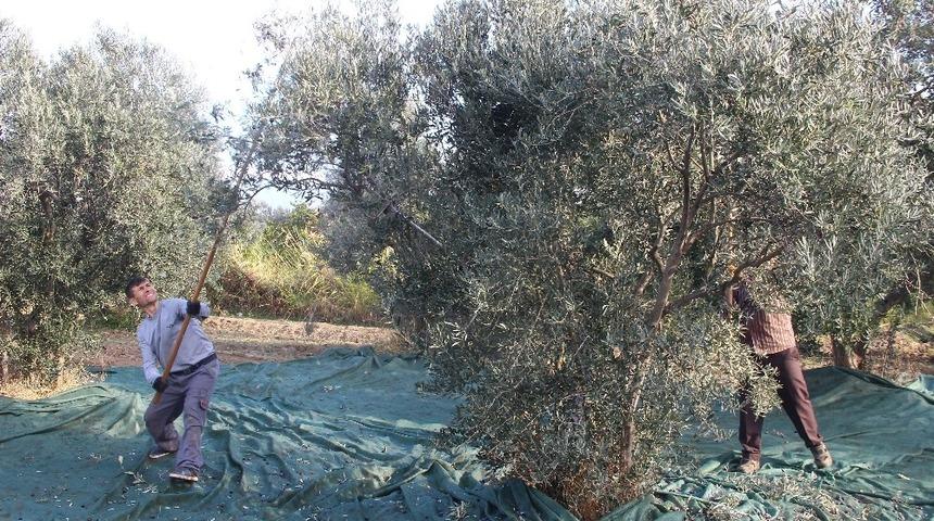 Edremit zeytin ve zeytinyağı &ccedil;alıştayına ev sahipliği yapacak