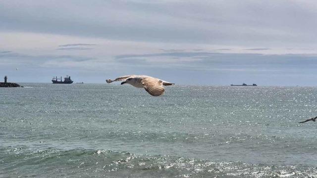 Limana hapsoldular: 5 gündür çıkamıyorlar