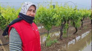 Bahar yağmurları üreticiyi sevindirdi