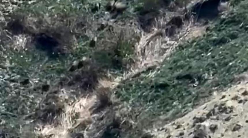 Yüksekova’da domuz sürüsü görüntülendi