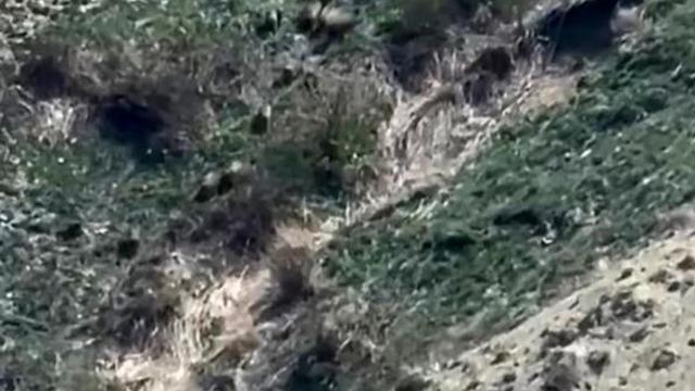 Yüksekova’da domuz sürüsü görüntülendi