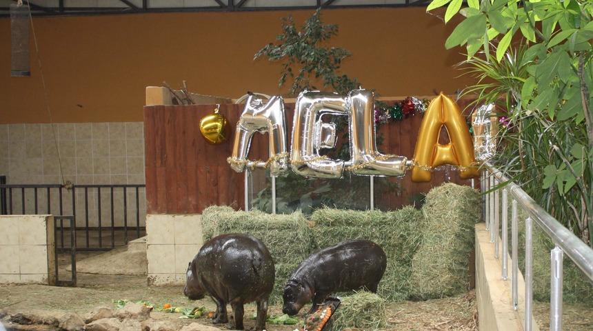 T&uuml;rkiye'de doğan&nbsp;ilk c&uuml;ce su aygırı &lsquo;Mela' 1 yaşında