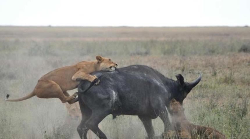 Aslanlara karşı b&ouml;yle m&uuml;cadele etti