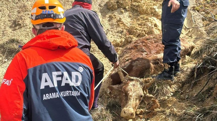 Sivas'ta ineğiyle &ccedil;amura saplanan yaşlı adamı AFAD ekipleri kurtardı