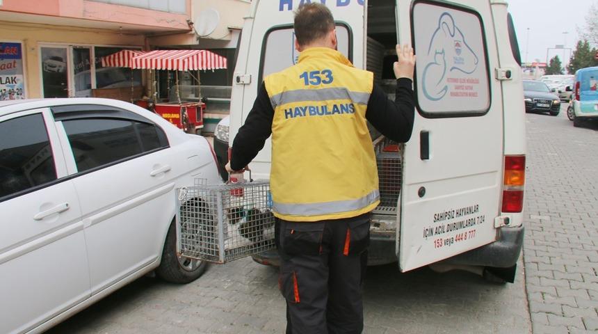 Mahsur kaldığı d&uuml;kkandan kurtarılan kedi doğal ortamında