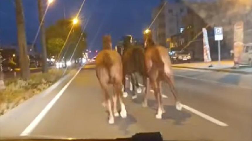 Yarış atları çiftlikten kaçtı! Sahibi bir dönem Türkiye'nin en zengin iş adamı çıktı