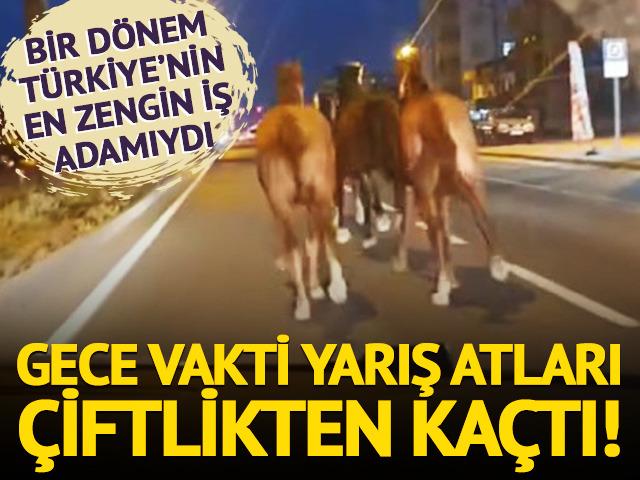 Yarış atları çiftlikten kaçtı! Sahibi bir dönem Türkiye'nin en zengin iş adamı çıktı