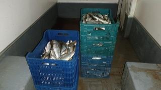 İznik Gölü'nde kaçak avcılığa jandarma operasyonu